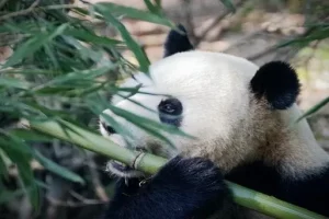 Panda – jedini medved koji nema zimski san